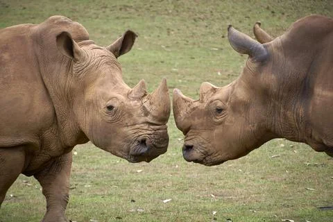 Two rhinoceroses facing each other head to head Stock Photos