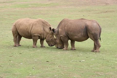 Two rhinoceroses facing each other head to head Stock Photos
