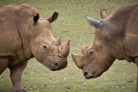 Two rhinoceroses facing each other head to head Stock Photos