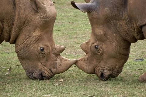 Two rhinoceroses facing each other head to head Stock Photos