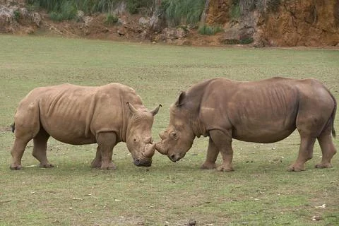 Two rhinoceroses facing each other head to head Stock Photos