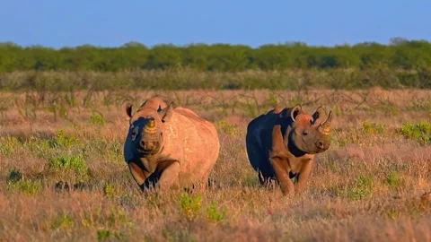 Two rhinoceroses walking together across an open savanna field Stock Footage 340124841