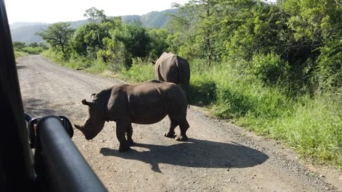 Two Rhinos Up Close Video stock 150409476