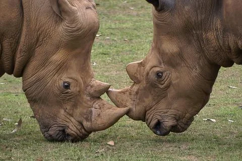 Two rhinos come face to face to fight it out Stock Photos
