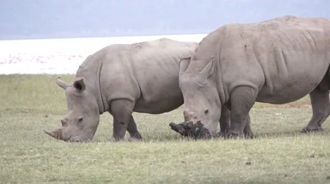 Two rhinos eats grass, Kenya Stock Footage 46962951