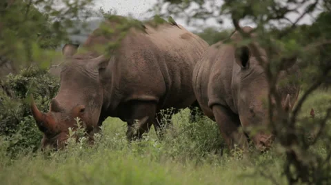 Two Rhinos 動画素材 28196038