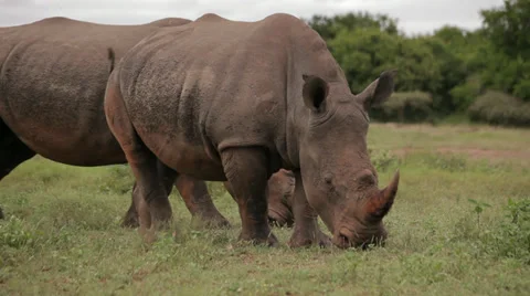 Two Rhinos Stock Footage 28197134