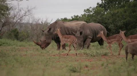 Two Rhinos Stock Footage 28200644