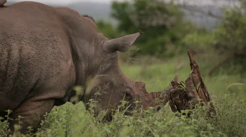 Two Rhinos Stock Footage 28202892