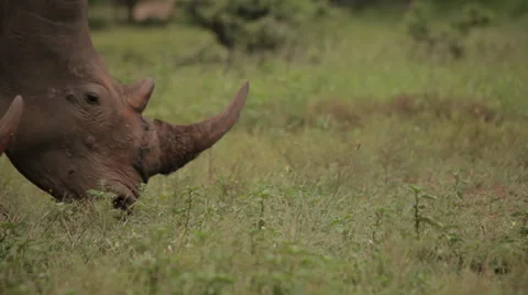 Two rhinos Stock Footage 28218506