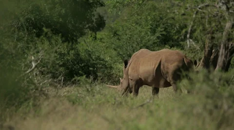 Two Rhinos Stock Footage 28420525