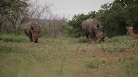Two Rhinos 動画素材 28480114