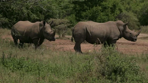Two Rhinos Stock Footage 28480874