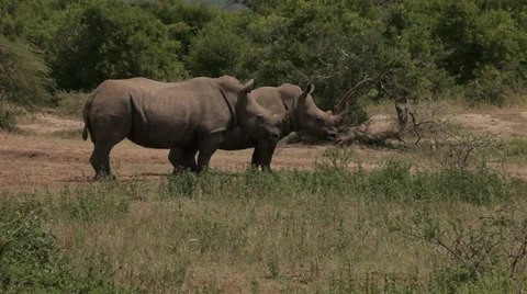Two Rhinos Stock Footage 28506590