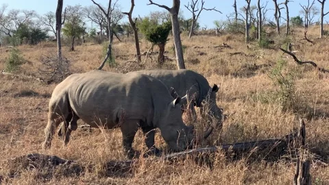 Two Rhinos Grazing Stock Footage