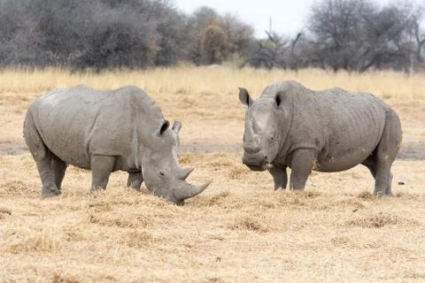 Two Rhinos Stock Photos