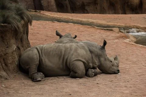 Two rhinos Stock Photos