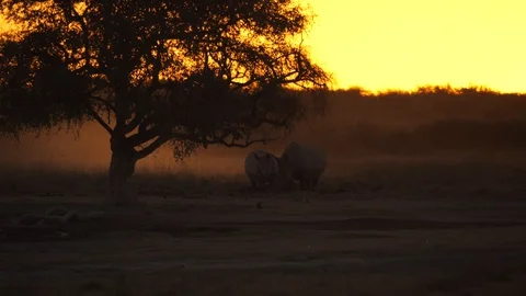 Two rhinos stand calmly below acacia tree against sunset sky in African savannah Stock-Footage 113891237