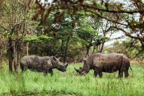 Two rhinos standing in front of each other in Ziwa Rhino Sanctuary, Uganda Stock Photos