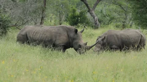 Two rhinos in the veld . Stock Footage 22021224