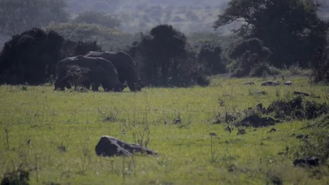 Two rhinos walking through Nairobi National Park Stock Footage 79071211