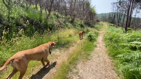 Two Rhodesian Ridgebacks running along a grassy forest path under blue sky 🌳🐕 Stock Footage 310915607