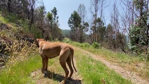 Two Rhodesian Ridgebacks walking slowly along grassy path 🌿🐕 動画素材 310915627
