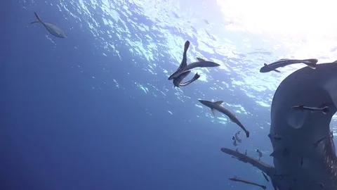 Two rhymes play with each other Stock Footage 80630921