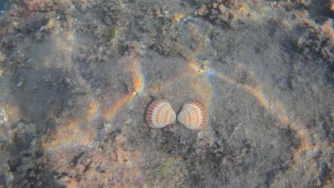 Two ribbed cockle shells resting on the sandy, algae covered seafloor, capturing Stock Footage 343417266
