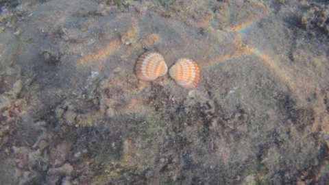 Two ribbed sea shells resting on a sandy ocean floor receiving colorful light Stock Footage 343417695