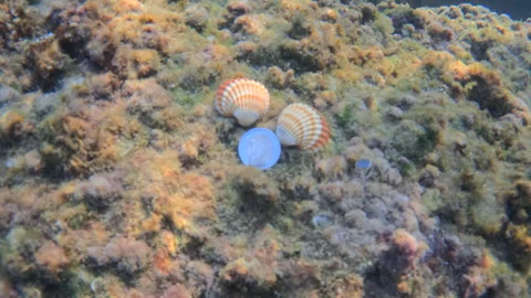 Two ribbed seashells and a euro coin resting on a rocky underwater seabed Stock Footage 343436687