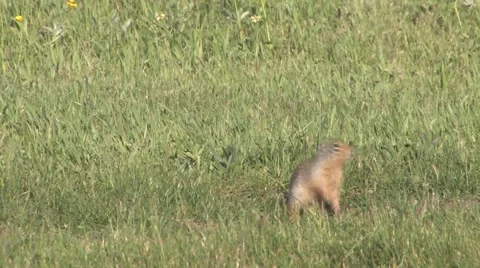 Two Richardson Ground Squirrels foraging and playing on grassy meadow Stock Footage 64856894