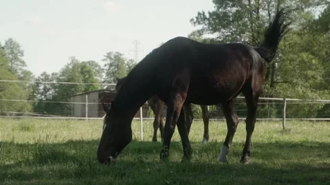 Two riding horses graze in a paddock fenced with an electric shepherd. Video stock 277045398