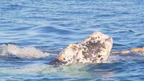 Two Right Whales breaching their heads over water with barnacles growing Video stock 255600347