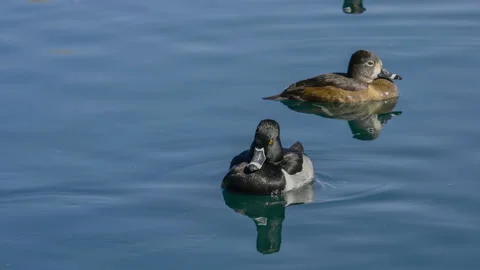 Two Ring-necked ducks 120fps 4k Stock-Footage 135942304