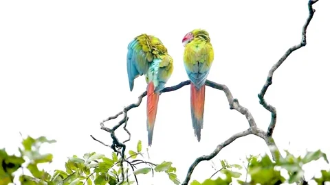 Two Ring-necked Parakeet on the tree Stock Footage 252265408