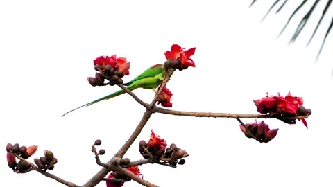 Two Ring-necked Parakeet on the tree Stock Footage 252267924