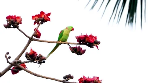 Two Ring-necked Parakeet on the tree Stock Footage 252267986