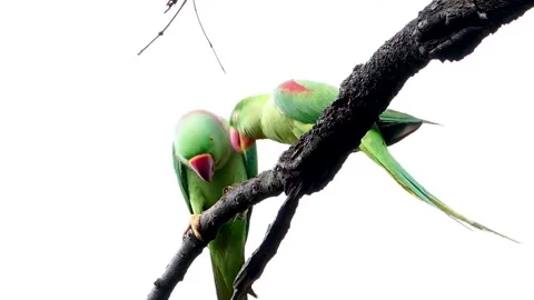 Two Ring-necked Parakeet on the tree Stock Footage 252268048