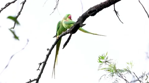 Two Ring-necked Parakeet on the tree Stock Footage 252268076