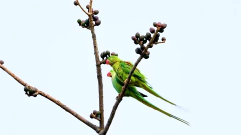 Two Ring-necked Parakeet on the tree Stock Footage 252269852