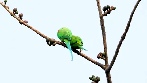 Two Ring-necked Parakeet on the tree Stock Footage 252269861