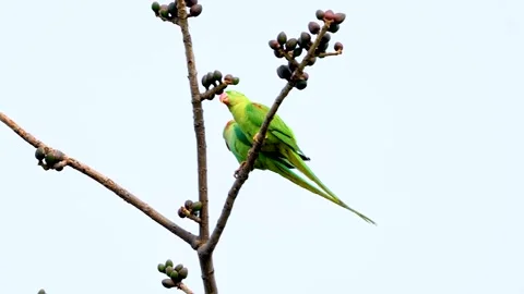 Two Ring-necked Parakeet on the tree Stock Footage 252269875