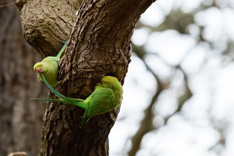 Two Ring Necked Parakeets Perched on Tree in Richmond Park Stock Photos