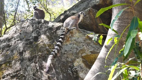 Two Ring Tailed Lemur Sitting on a Rock, Isalo National Park, Madagscar Stock Footage 125341003