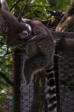 Two Ring-tailed lemur sitting on a tree. Stock Photos