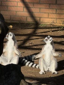 Two ring-tailed lemurs are sitting upright on the ground with arms Foto stock
