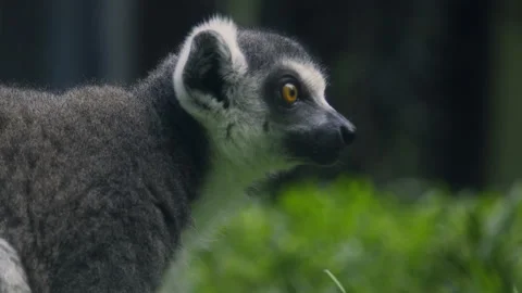 Two Ring Tailed Lemurs Eating Grass Close Up Side View Vídeos de archivo 328306835