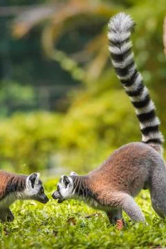 Two ring-tailed lemurs face off in an intense, playful stance on lush green g Stock Photos