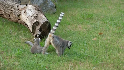Two ring-tailed lemurs foraging on the grass Video stock 116441064